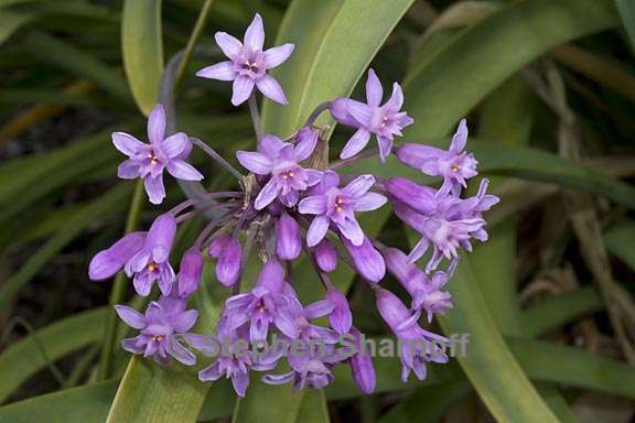 tulbaghia fragrans 1 graphic
